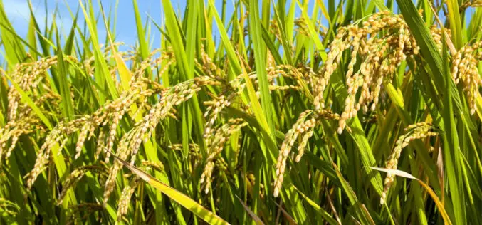 Hyperspectral Remote Sensing Imaging of Rice to Detect Arsenic Contamination