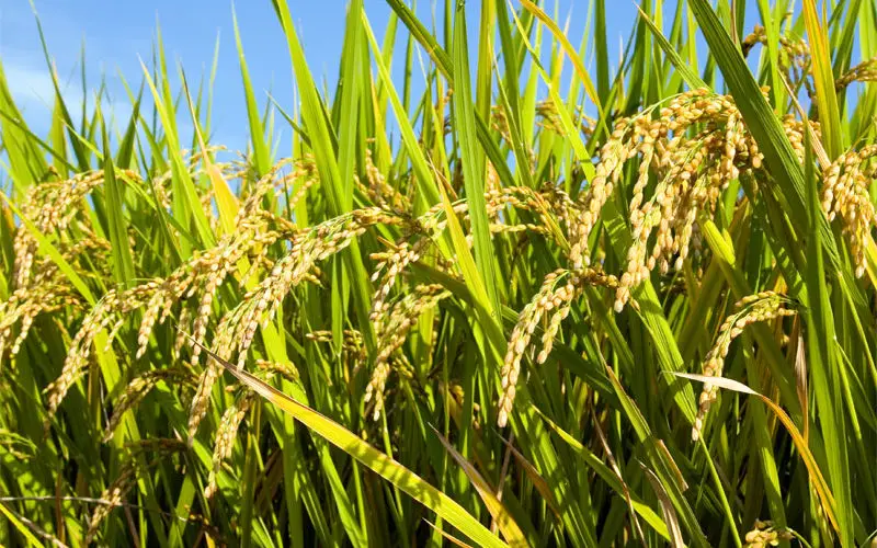 Hyperspectral Remote Sensing Imaging of Rice to Detect Arsenic Contamination