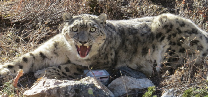 GPS Collaring to Protect Endangered Snow Leopard