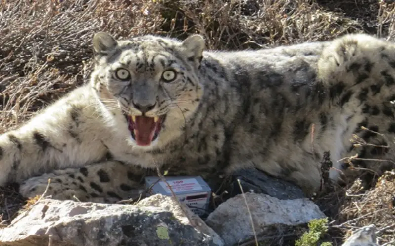 GPS Collaring to Protect Endangered Snow Leopard