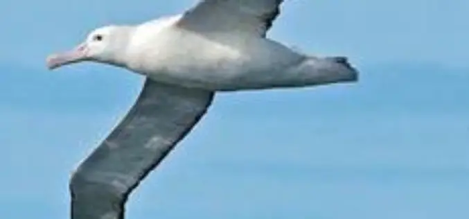 GPS Tracking for Sea Birds on Ohinau Island