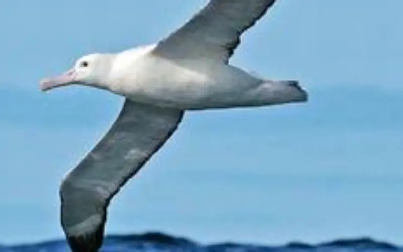 GPS Tracking for Sea Birds on Ohinau Island