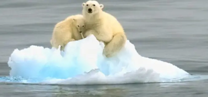 Bears from Space: Scientists Try to Count Polar Bears Using Satellite Imagery