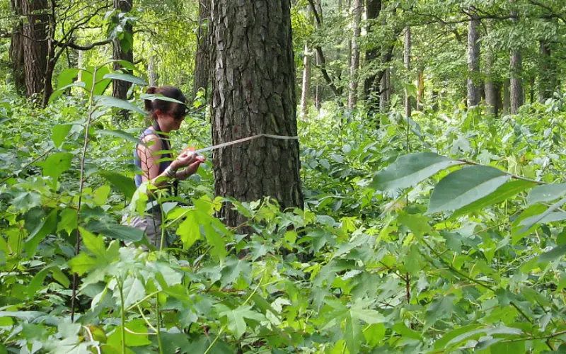 Institute of Forest Genetics and Tree Breeding to Map Trees in Tamil Nadu using GIS