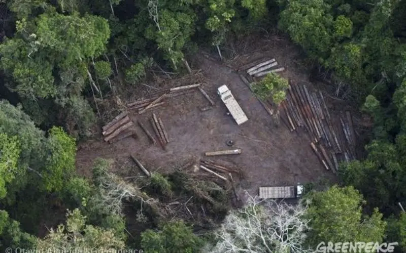 Activists Use GPS Systems to Track Illegal Logging Operations in Brazil’s Amazon Rainforest