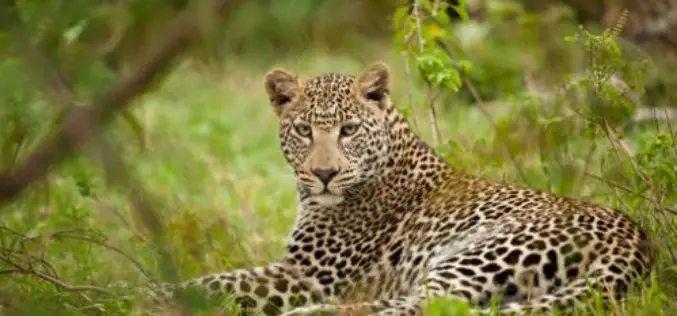First GPS-Collar Study Reveals How Leopards Co-Exist With Humans in India