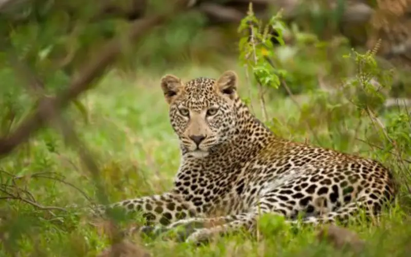 First GPS-Collar Study Reveals How Leopards Co-Exist With Humans in India