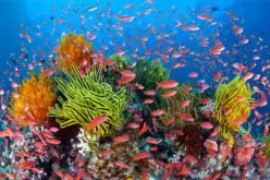 Scientists Call for Pro-active Role to Protect Coral Reefs