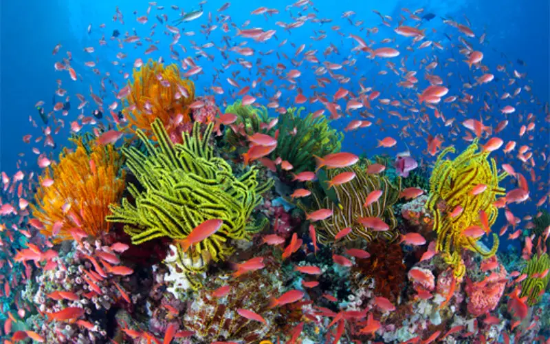 Scientists Call for Pro-active Role to Protect Coral Reefs