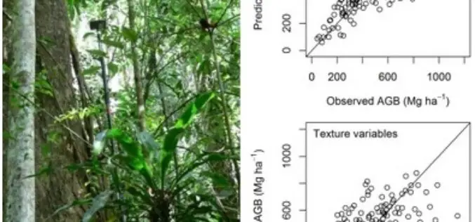 Modeling Aboveground Biomass in Dense Tropical Submontane Rainforest Using Airborne Laser Scanner Data