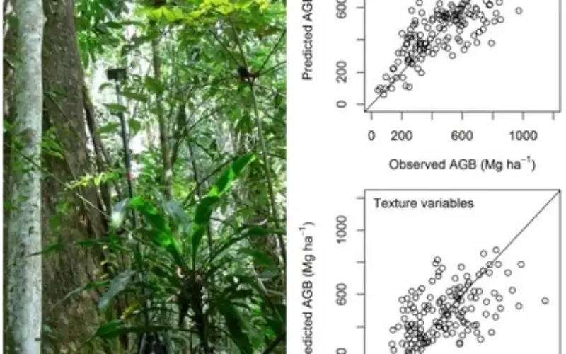 Modeling Aboveground Biomass in Dense Tropical Submontane Rainforest Using Airborne Laser Scanner Data