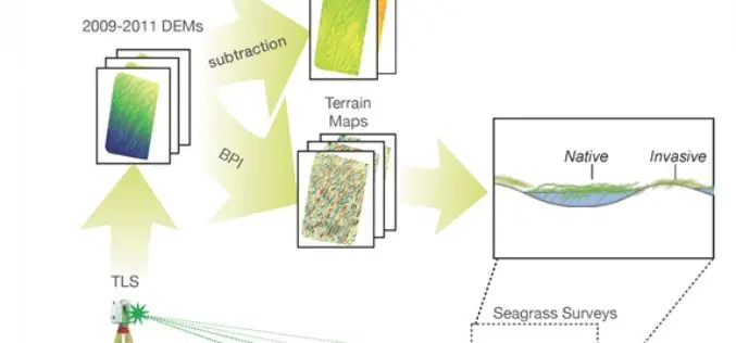 Terrestrial Laser Scanning Reveals Seagrass Microhabitat Structure on a Tideflat