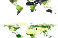 Global Forest Watch Using High Resolution Synthetic Aperture Radar