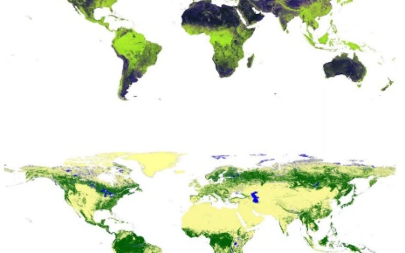 Global Forest Watch Using High Resolution Synthetic Aperture Radar