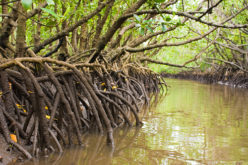 Mumbai Goes for Mangrove Mapping and Monitoring