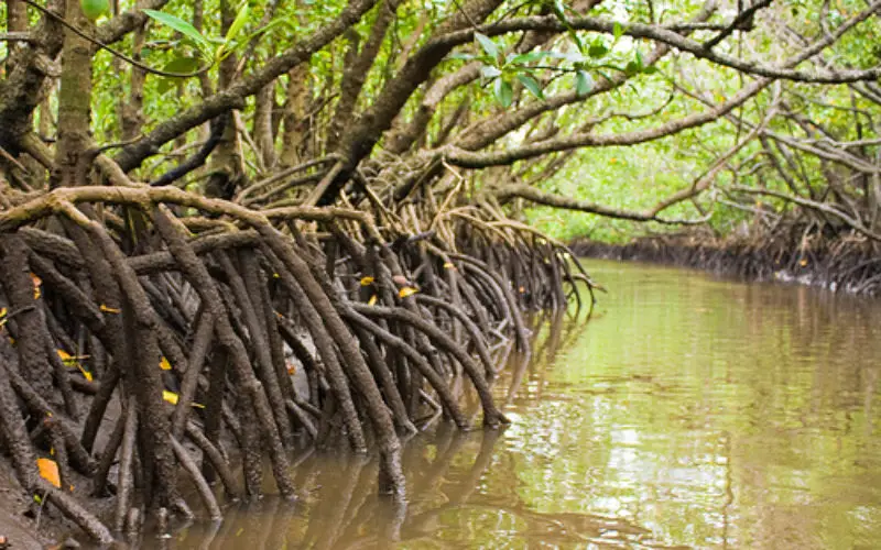 Mumbai Goes for Mangrove Mapping and Monitoring