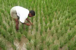 Indian Government Unveils Kisan Project; Hailstorm App to Assess Crop Damage