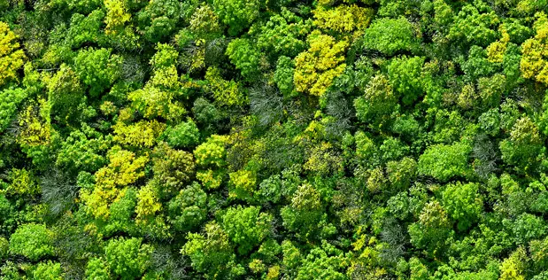 LIDAR-Conserve Forests
