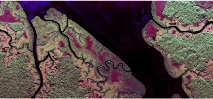 Radar Images to Study Rainforest