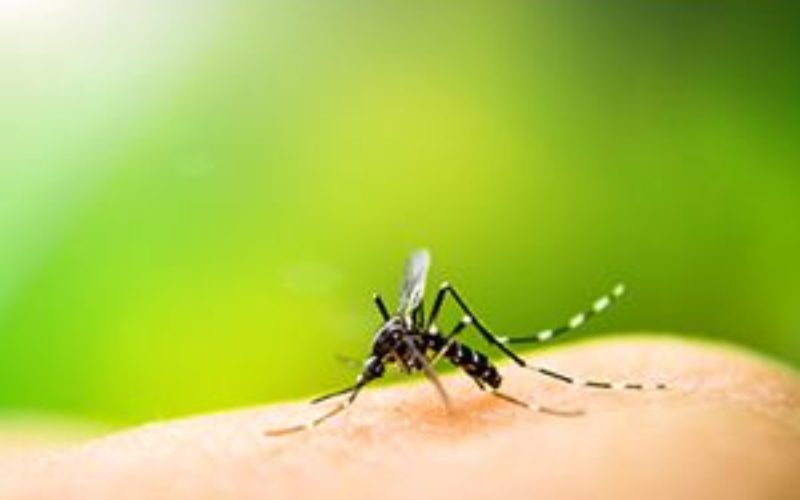 Timmons Group Webinar | Squashing Zika with GIS!