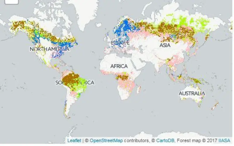 Safeguarding Sustainability Through Forest Certification Mapping