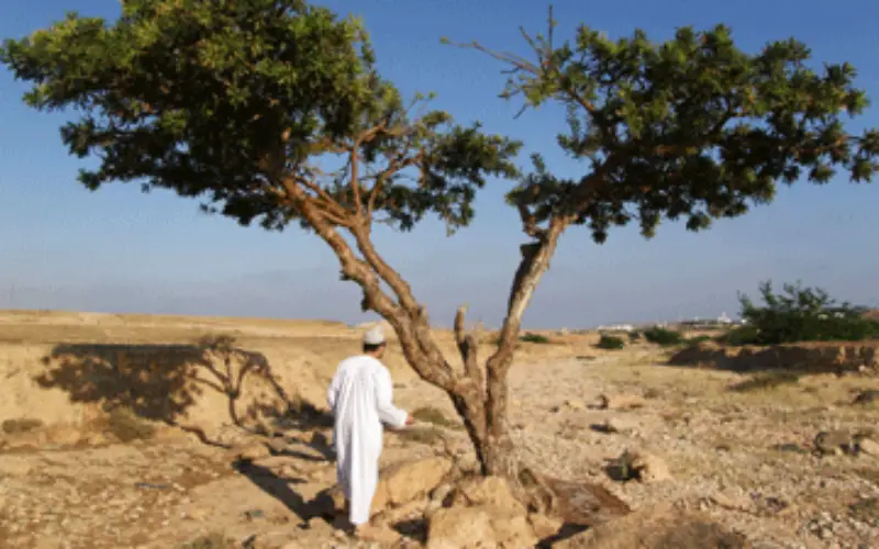 Remote Sensing Technology to Protect Frankincense Trees