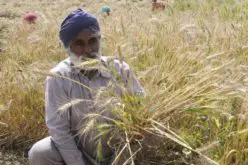 Punjab to Launch Mobile App for Farmers to Manage Crop Residue