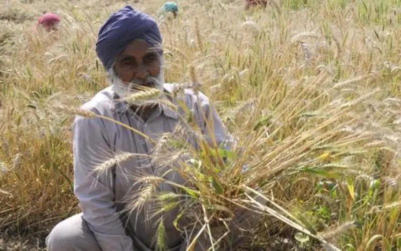 Punjab to Launch Mobile App for Farmers to Manage Crop Residue