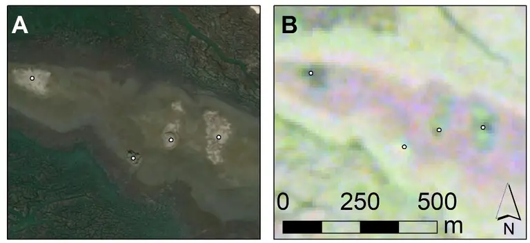 Shell rings are indicated by white dots. Panel A shows what shell rings look like from a normal satellite image. Panel B shows what shell rings look like in radar (SAR) data. They show up very distinct from the surrounding area, in part due to their composition and the nature of the soils on and around these features. IMAGE: DYLAN DAVIS, PENN STATE