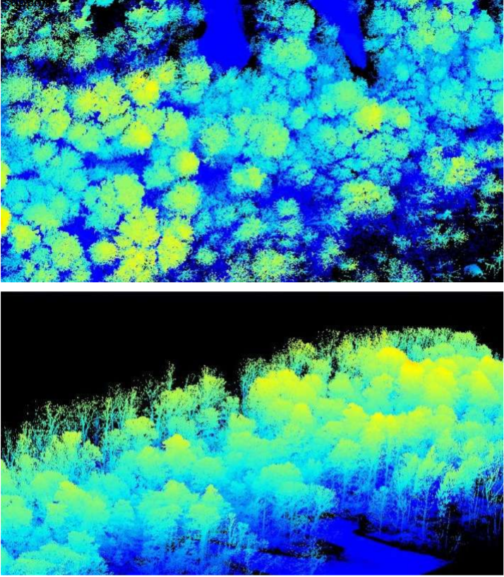 LiDAR point cloud showing the effects of defoliation.