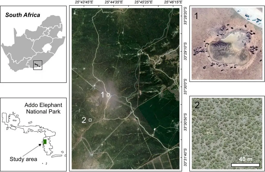 Geospatial Technology for Wildlife Conservation-Location of the study area in -Addo Elephant National Park, South Africa. Two example WorldView-3 images showing 1) Elephants in open homogeneous area around Hapoor Dam, 2) Elephants in heterogenous woodland and thicket area. Satellite image (c) 2020 Maxar Technologies.