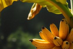 Taiwan Uses Satellites for Banana Disease Detection