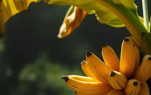 Taiwan Uses Satellites for Banana Disease Detection